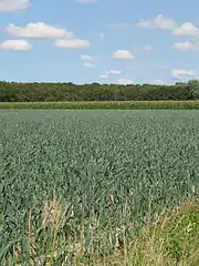 Leek field in Houthulst, Belgium