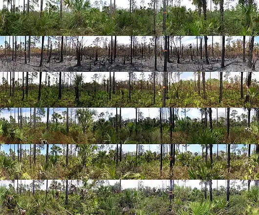 Panoramic photo series of succession in Florida pine woodland