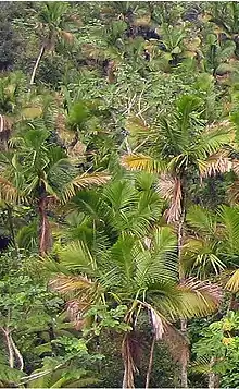 Prestoea acuminata var. montana forest in Toro Negro