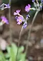 P. scandinavica flowers