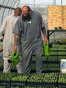 Two men in overalls watering seedlings with watering cans.