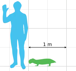 Size of Pristerodon mackayi relative to a human