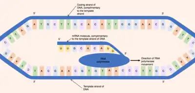 Two linear DNA strands are separated by a blue oval, which is creating RNA by running along the template strand. The coding strand is above, not attached to RNA polymerase.