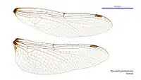 Female wings