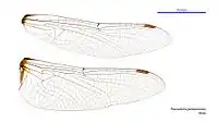 Male wings