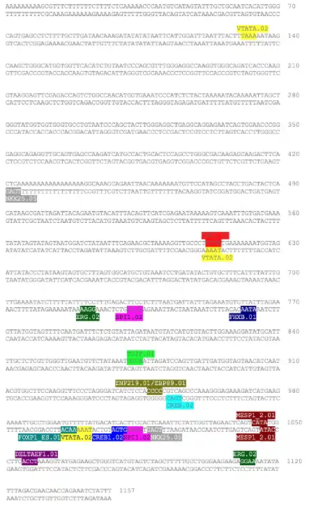 Diagram of the C1orf185 with transcription factor binding sites annotated.