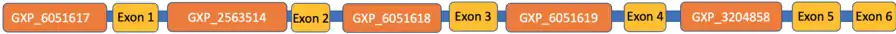 Schematic diagram of the C6orf136 mRNA transcript with the ElDorado suggested promotor sites and axons labelled. Regions are not drawn to scale.