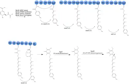 Proposed biosynthetic route to Spectinabilin.  mmCoA: methylmalonyl-Coa, mCoA: Malonyl-CoA.  Spn proteins assigned possible function according to their homology to proteins of known function.