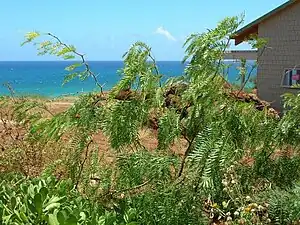 Prosopis juliflora