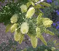 Screwbean flowers