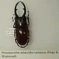 Prosopocoilus astacoides castaneus