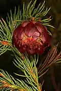 Protea nana cultivated at Betty's Bay, Western Cape, South Africa