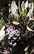 Protea pendula flower