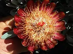 Flower of Protea pendula