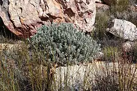 Protea pendula