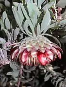 Flower of Protea pendula