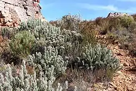 Protea pendula