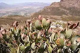 Protea recondita