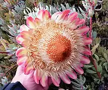 Protea sulphurea flower head