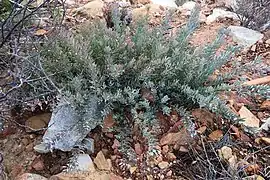 Protea sulphurea bush