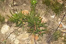 Protea tenax