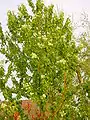 Amur choke cherry is a small tree.