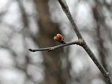 Buds on branch