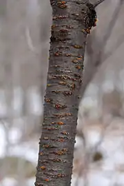 Mature trunk