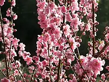 Peach blossoms