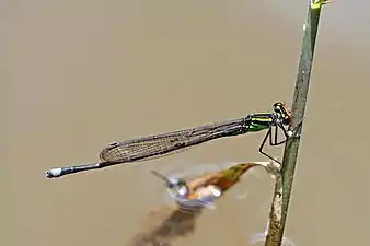 P. dispar male