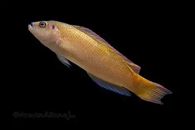 Pseudochromis caudalis