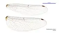 Female wings