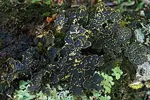 Pseudocyphellaria granulata growing in Parque Etnobotanico Omora on Isla Navarino, Chile.  This species has brilliant yellow soralia.