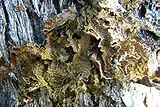 A species of Pseudocyphellaria growing in the Patagonian Andes near Bariloche, Argentina.  This species has brilliant yellow soralia.