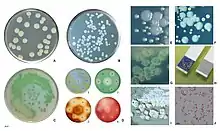 P.aeruginosa pigments.