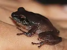 Typical Amboli bush frog