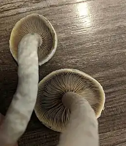 Gills