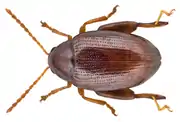 Psylliodes luteolus