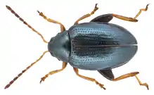 Psylliodes napi