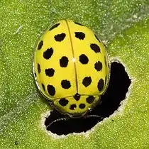 A yellow ladybird