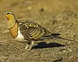 Pin-tailed sandgrouse