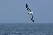 Galapagos petrel