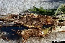 Larvae of Pterolonche inspersa infesting the roots of a Centaurea species