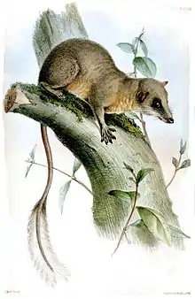 Drawing of brown treeshrew