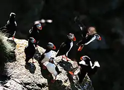 Atlantic puffin at Røst.