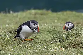 Running for burrow to avoid gulls