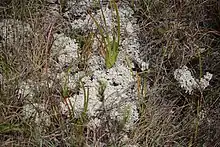 Patch of white, coral-like lichen amid grass and dark vegetation.