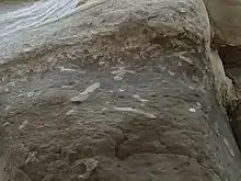 Trace fossils in Purisima Formation sandstone at San Gregorio State Beach in California. The trace fossils appear as a lighter colored sandstone than the surrounding material. The trace fossils, likely left by clams or worms, come in both circular and elongated oval shapes.