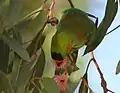 Purple-crowned lorikeet, Port Augusta, South Australia