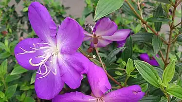 Flowers and leaves